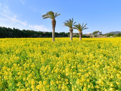 🌼 이라코 유채꽃 가든 이미지 2